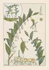 Sceau de Salomon