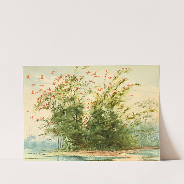 Scena de um ninhal de Guarás (Ibis rubra) na costa altantica da Ilha de Marajó by Emil August Göldi