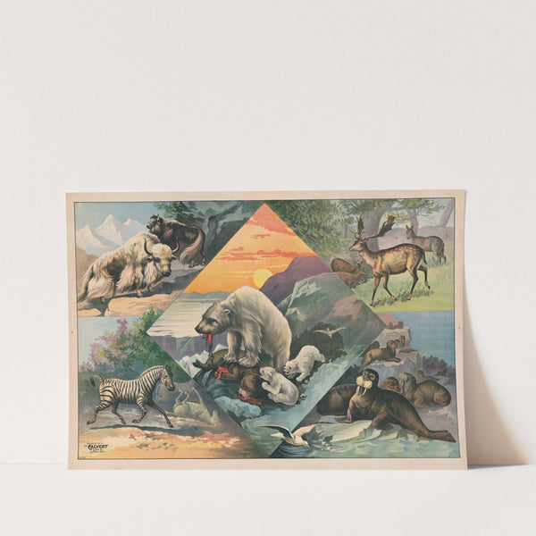 Scenes with walruses, polar bears, deer, zebras and bison (1891) by Calvert Litho. Co