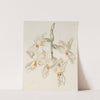 Scentless Stanhopea (1815-1819) by Sydenham Edwards