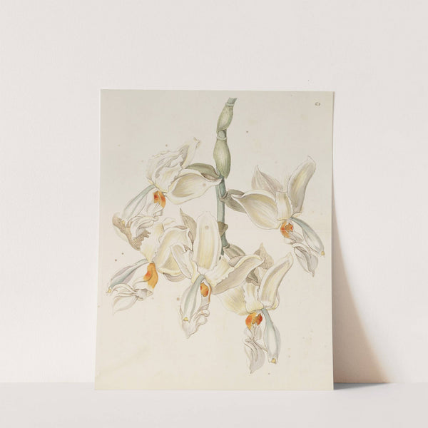 Scentless Stanhopea (1815-1819) by Sydenham Edwards