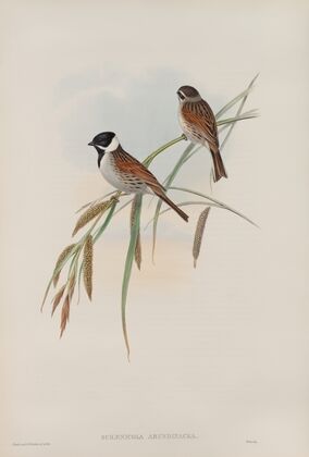 Schænicola arundinacea. Reed-Bunting. (1862-1873)