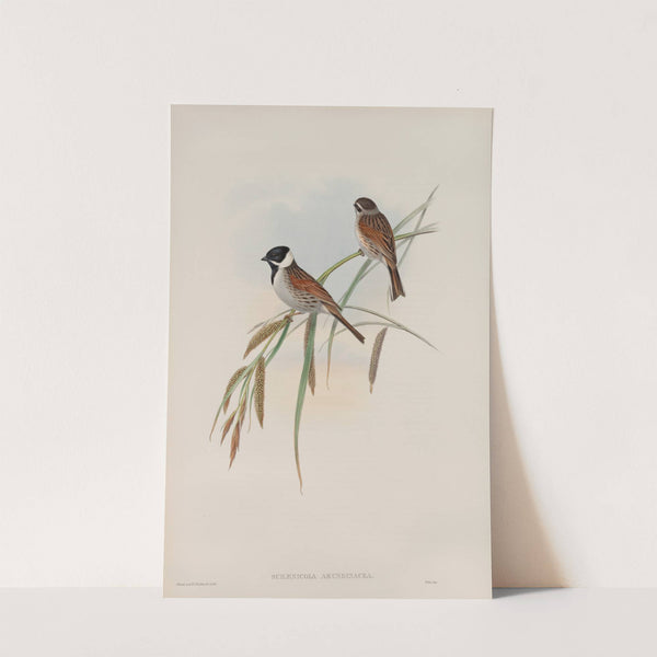 Schænicola arundinacea. Reed-Bunting. (1862-1873) by John Gould