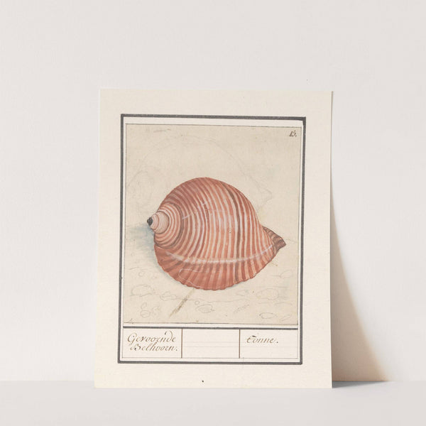 Schelp van een zeeslak Gevoornde Belhoorn. Tonne. (1596-1610) by Anselmus Boëtius de Boodt