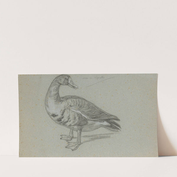 Schets van een opgezette eend (1848 - 1927) by August Allebé
