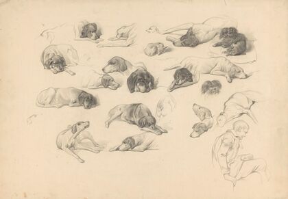 Schetsblad met diverse hondenstudies