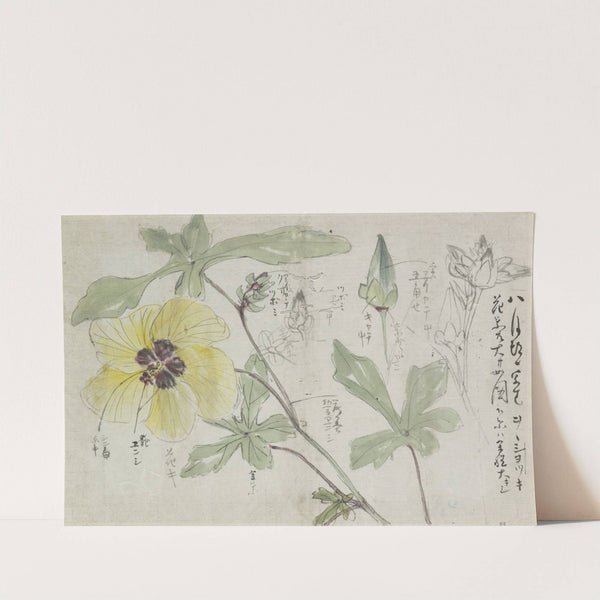 Schetsblad met malve by Ishikawa Kazan