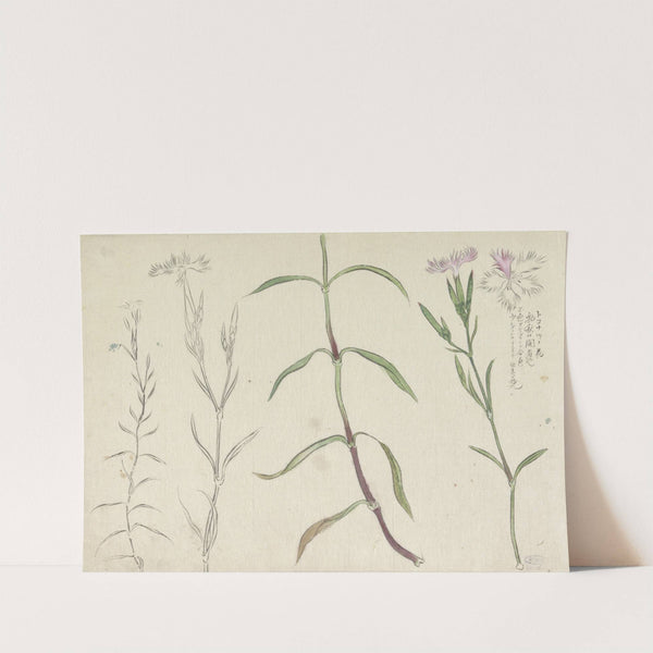 Schetsblad met studies van een wilde anjelier by Ishikawa Kazan