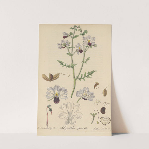 Schizanthus pinnatus by William Jackson Hooker