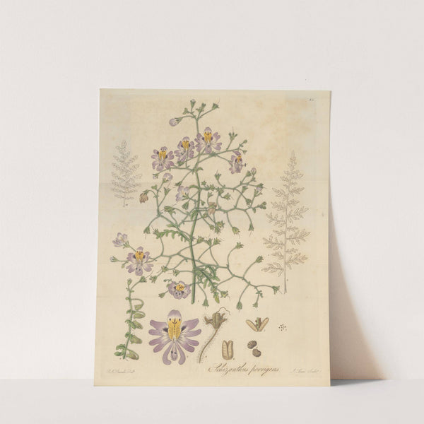 Schizanthus porrigens by William Jackson Hooker