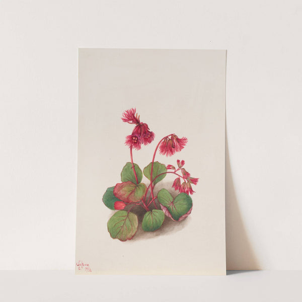 Schizocodon soldanelloides (1936) by Mary Vaux Walcott