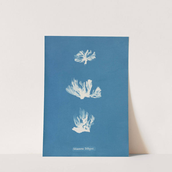 Schizonema Dillwynii by Anna Atkins