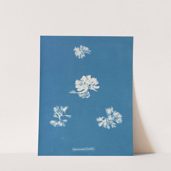 Schizonema Grevillii by Anna Atkins