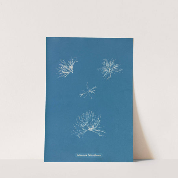 Schizonema helminthosum by Anna Atkins