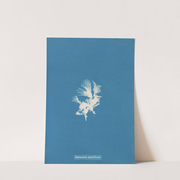 Schizonema parasiticum by Anna Atkins