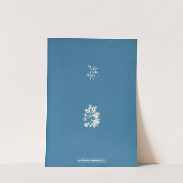 Schizonema ramosissimum by Anna Atkins