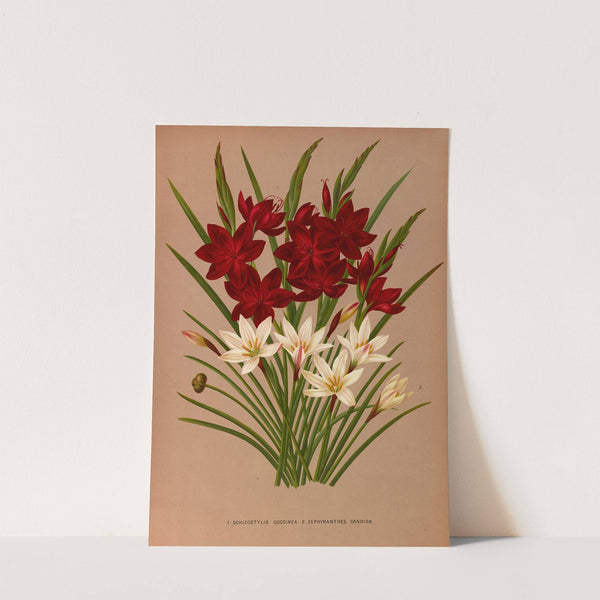 Schizostylis Coccinea. 2 . Zephyranthes Candida (1872-1881) by Arentina Hendrica Arendsen