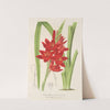 Schizostylis coccinea W. H. Harvey by Charles Antoine Lemaire