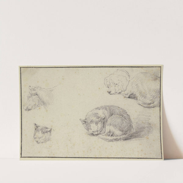 Schlafende Katze und Hund, ein Kuhkopf und ein Katzenkopf by Aelbert Cuyp