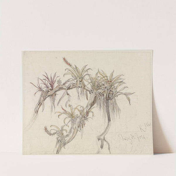 Schmarotzerpflanzen auf Baumästen (1860-1861) by Ferdinand Keller