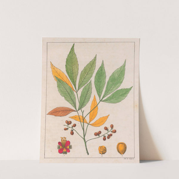 Schmidelia Edulis (1824-1828) by Auguste de Saint-Hilaire