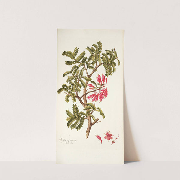 Schotia speciosa by Nikolaus Joseph Freiherr von Jacquin