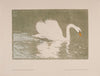 Schwan (1907)