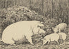 Schwein (ca 1905)