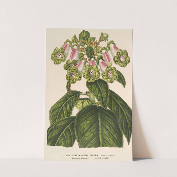 Sciadocalyx digitaliflora by Charles Antoine Lemaire