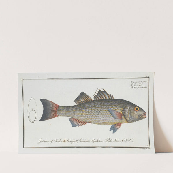 Sciaena diacantha, The two-spined Umber. (1785-1797) by Marcus Elieser Bloch