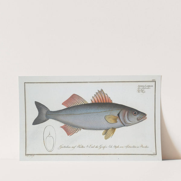 Sciaena Labrax, The Basse. (1785-1797) by Marcus Elieser Bloch