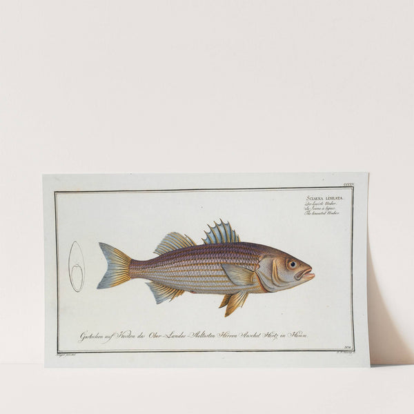 Sciaena lineata, The lineated Umber. (1785-1797) by Marcus Elieser Bloch