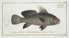 Sciaena nigra, The Black-Umber.