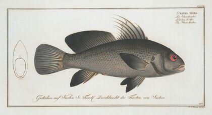 Sciaena nigra, The Black-Umber.