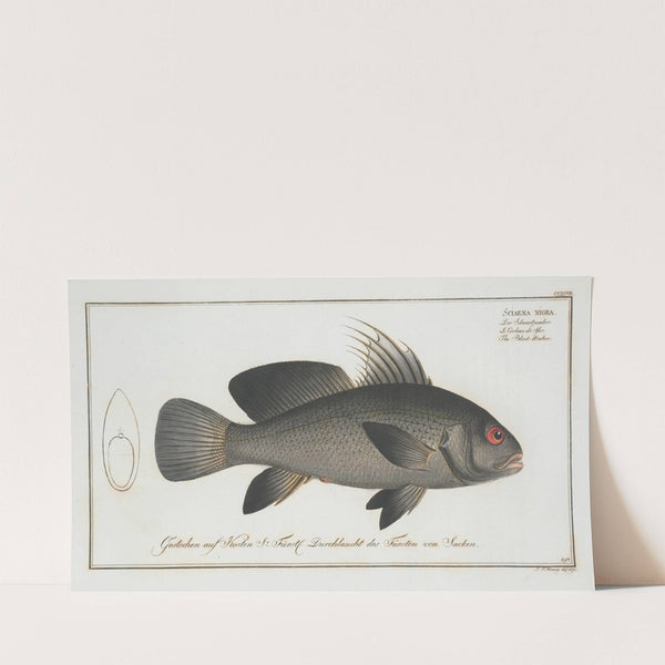 Sciaena nigra, The Black-Umber. (1785-1797) by Marcus Elieser Bloch