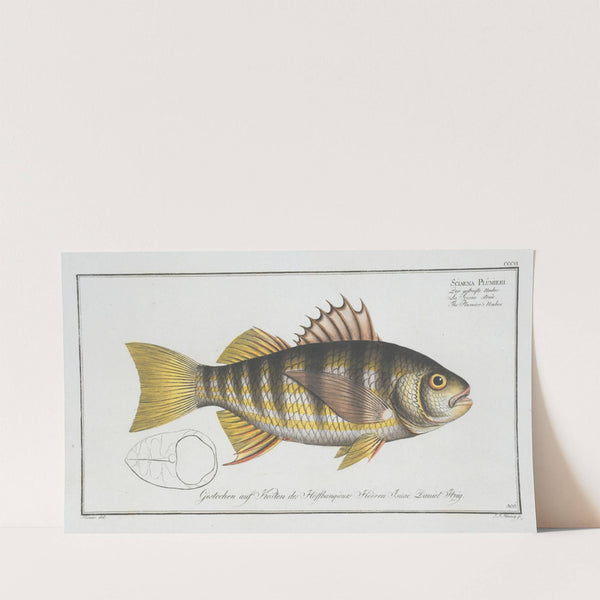 Sciaena Plümieri, The Plumier’s Umber. (1785-1797) by Marcus Elieser Bloch