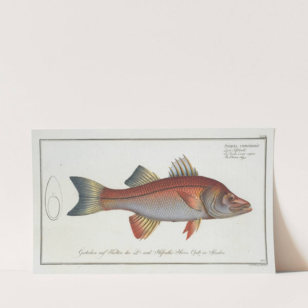 Sciaena undecimalis, The Eleven-ray. (1785-1797) by Marcus Elieser Bloch