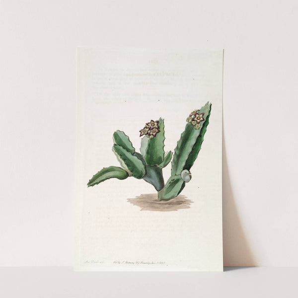 Scicilian Stapelia (1815-1819) by Sydenham Edwards