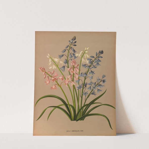 Scilla Campanulata Varr. (1872-1881) by Arentina Hendrica Arendsen