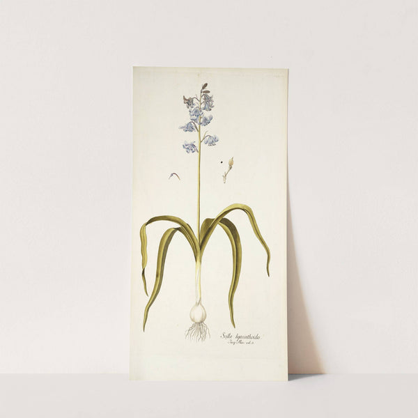 Scilla hyacinthoides by Nikolaus Joseph Freiherr von Jacquin