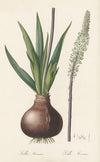 Scilla maritima (1802-1816)