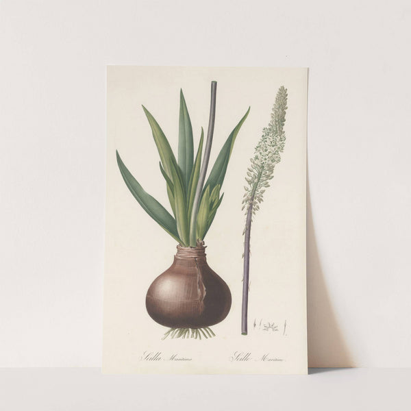 Scilla maritima (1802-1816) by Pierre Joseph Redouté