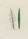 Scilla maritima (1797–1810)
