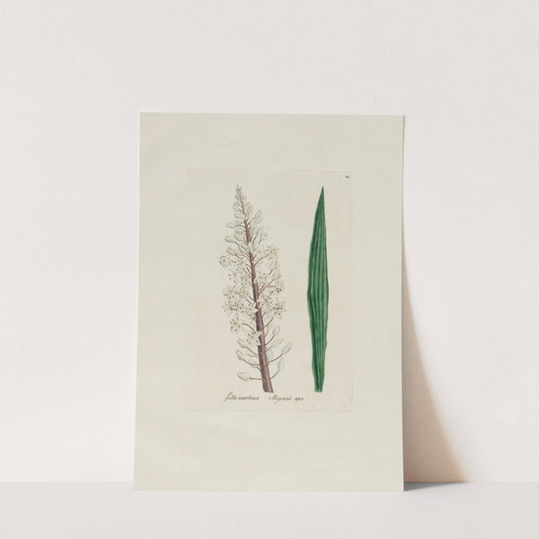 Scilla maritima (1797–1810) by Petr Martynovich Gofman