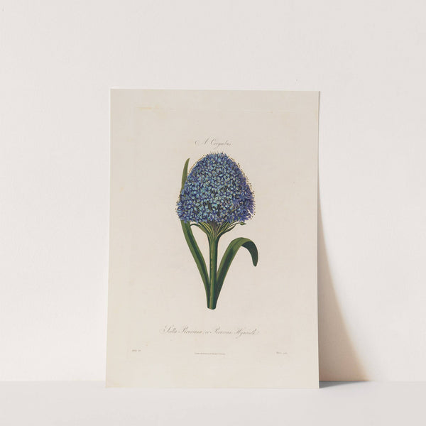 Scilla Peruviana ; or Peruvian Hyacinth (1799–1810) by Robert John Thornton