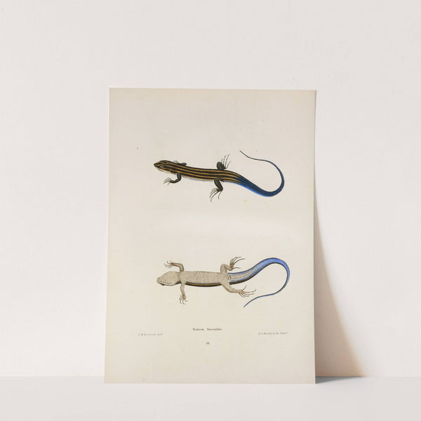 Scincus fasciatus. by John Edwards Holbrook