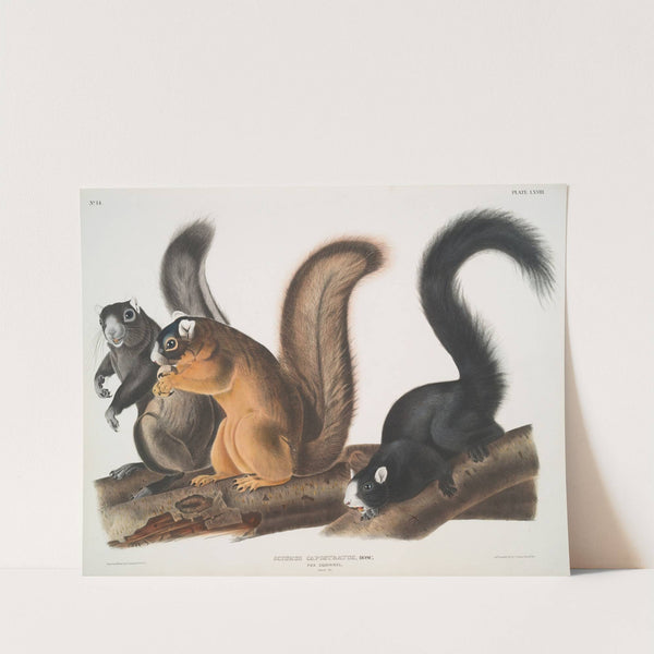 Sciurus capistratus, Fox Squirrel. Natural size. (1845-1848) by John Woodhouse Audubon