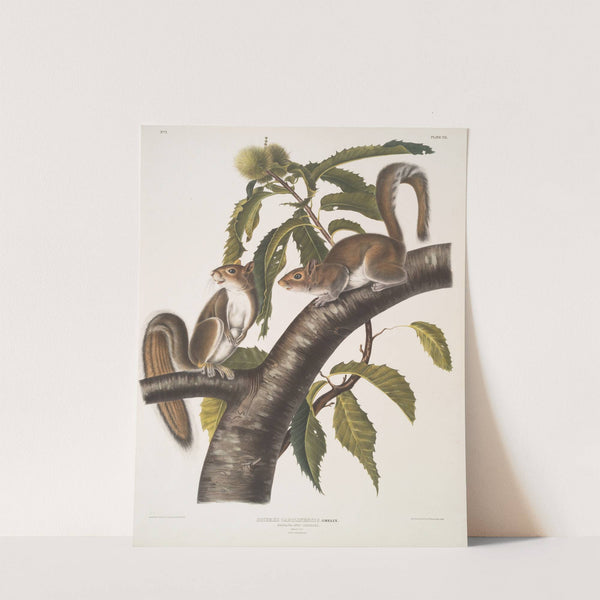 Sciurus Carolinensis, Carolina Grey Squirrel. Natural size. Male & Female. (1845-1848) by John Woodhouse Audubon