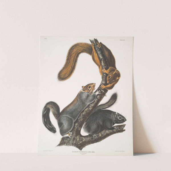 Sciurus cinereus, Cat Squirrel. Natural size. (1845-1848) by John Woodhouse Audubon