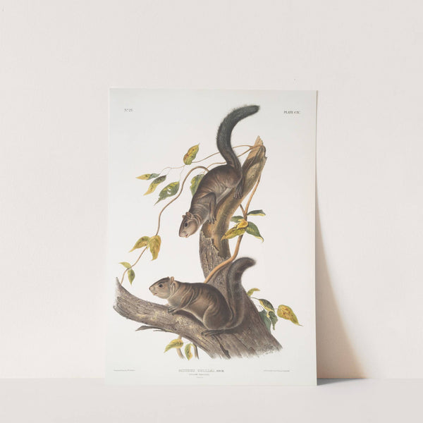Sciurus colliaei, Collies Squirrel. Natural size. (1845-1848) by John Woodhouse Audubon